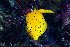 Yellow boxfish/Photographed with a Canon 60 mm macro lens... by Laurie Slawson 